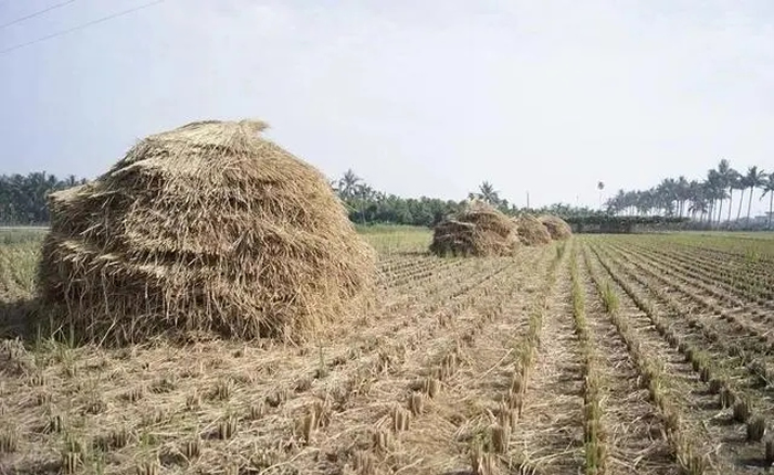 怎樣預(yù)防稻草堆垛自燃.jpg